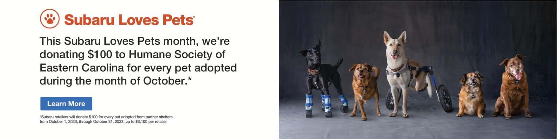 Subaru Loves Pets. Learn More button. Five dogs in a line